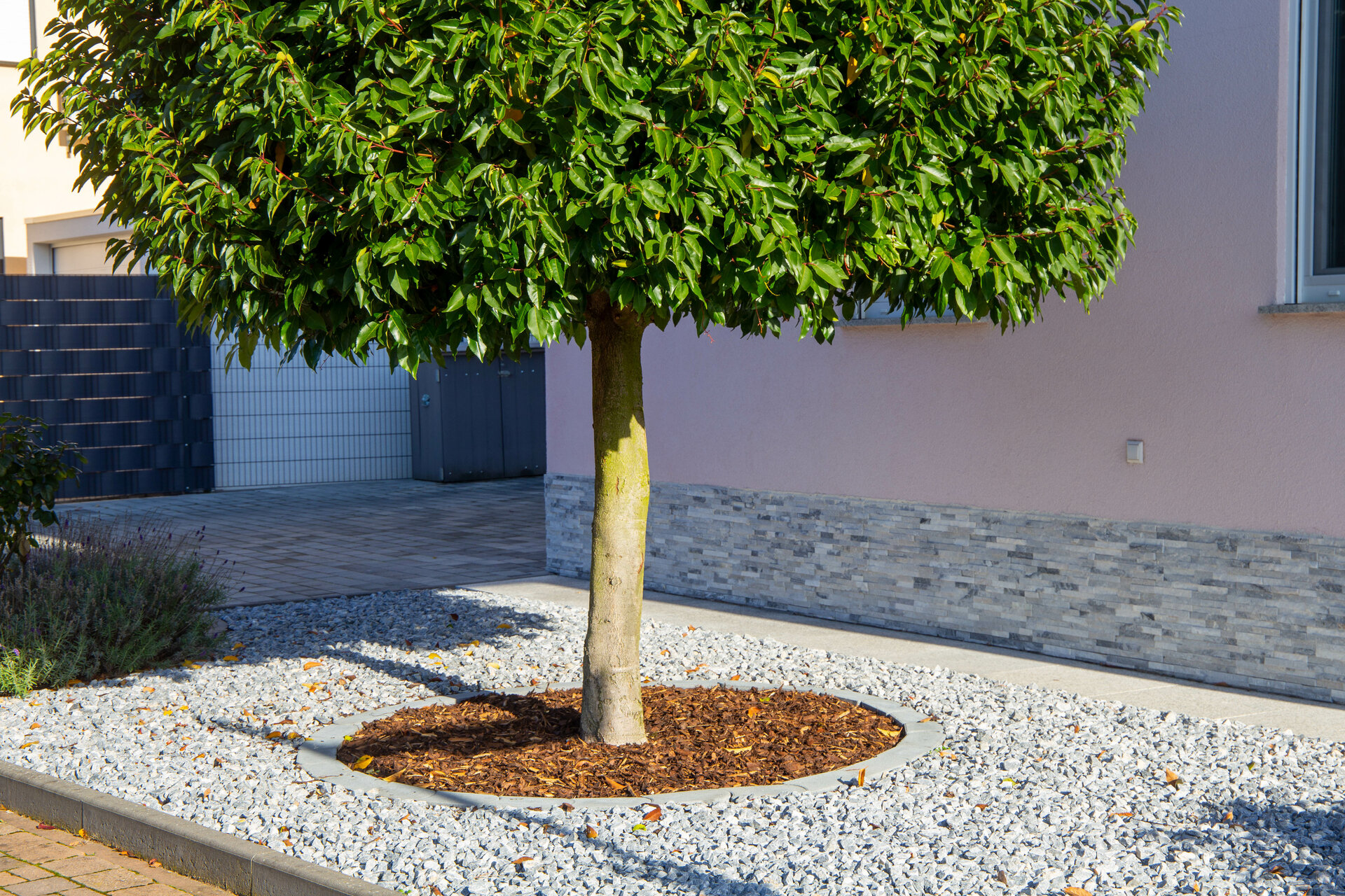 Schön angelegter Vorgarten mit Ziersplitt und einem Baum